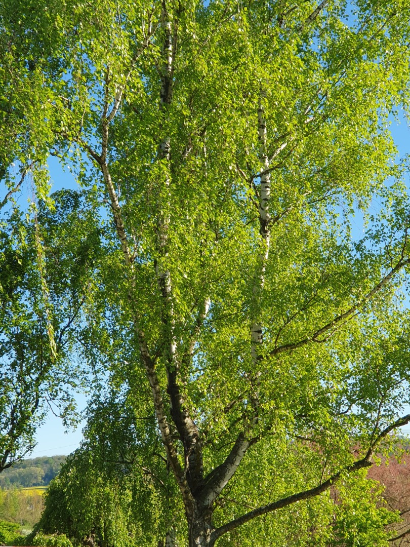 Birke für Haarpflege