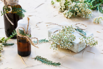 Seifenkraut für DIY Kosmetik